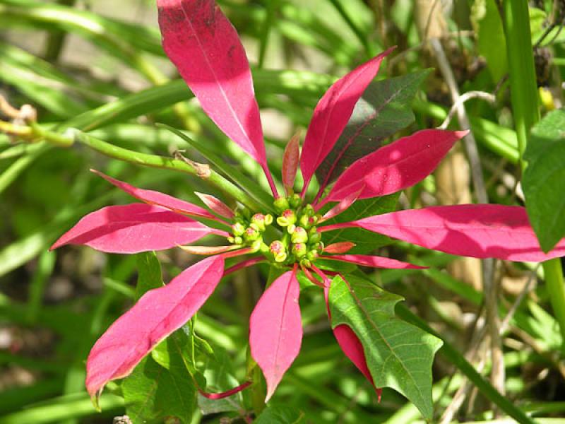 Euphorbia pulcherrima