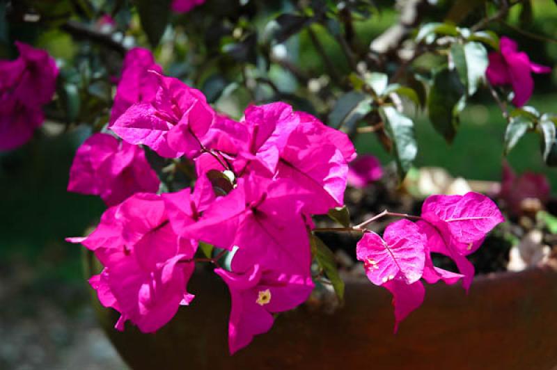 Bougainvillea Glabra