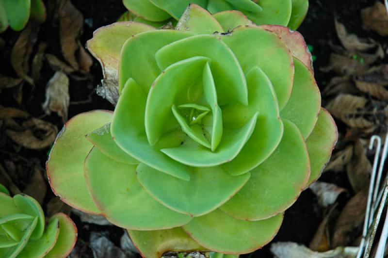 Aeonium subplanum