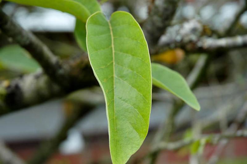 Detalle de una Hoja