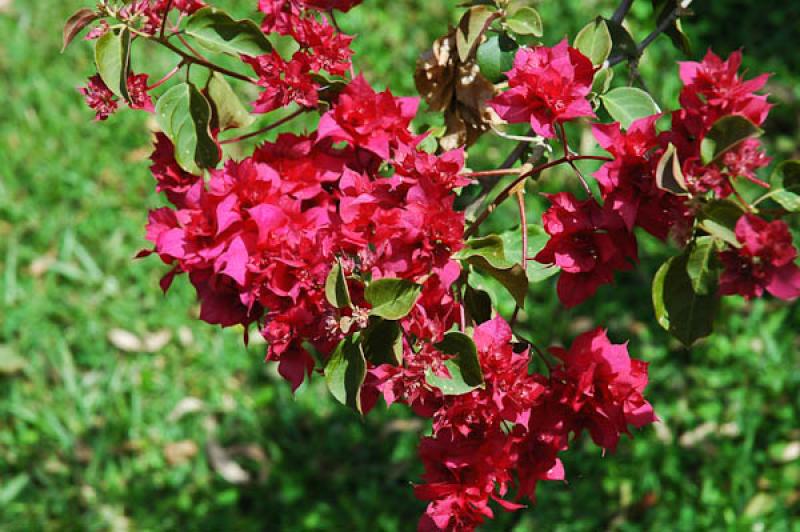 Red Bougainvillea