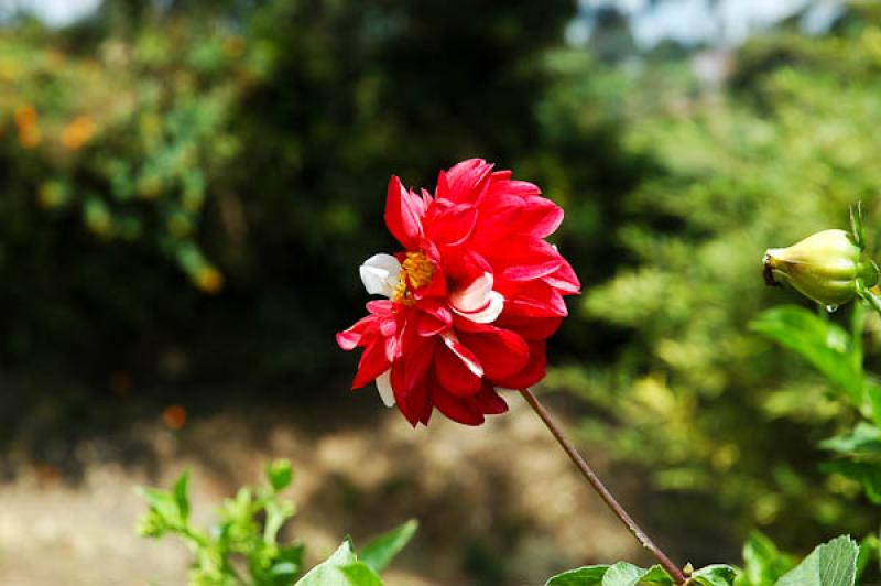 Dahlia twinings smartie