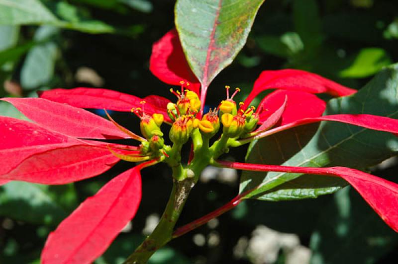 Euphorbia pulcherrima