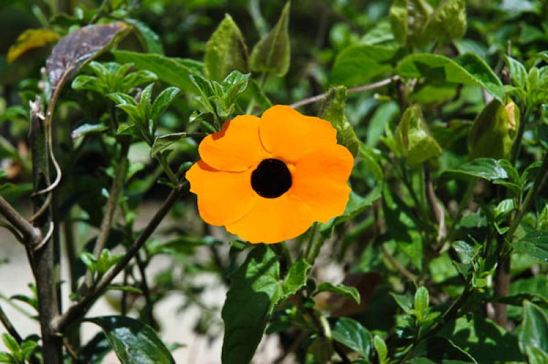 Thunbergia alata