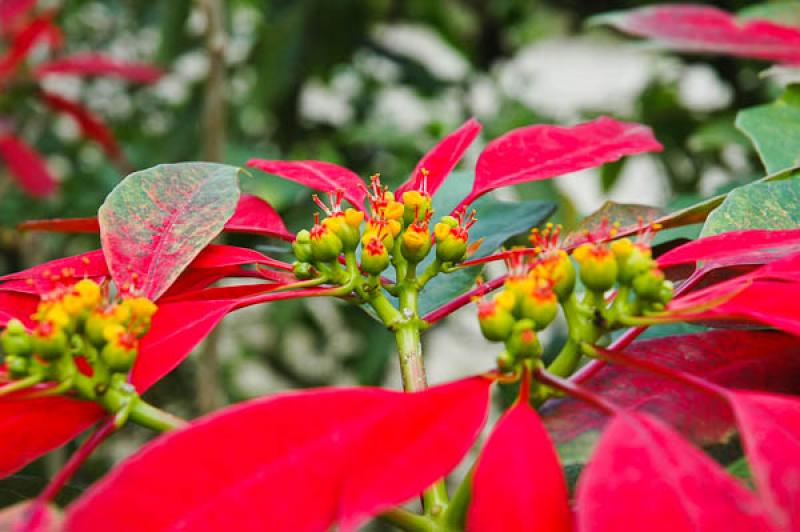 Euphorbia pulcherrima