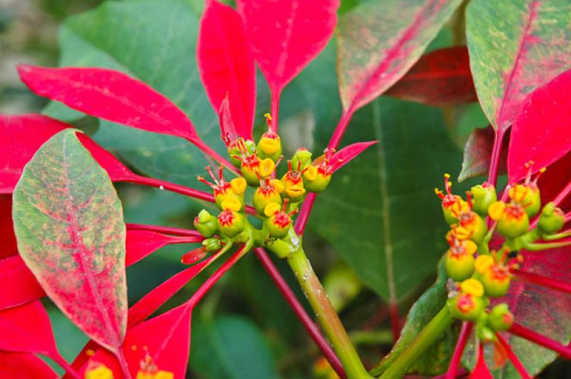 Euphorbia pulcherrima