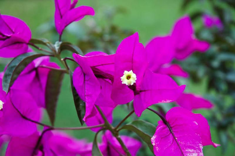 Bougainvillea Glabra