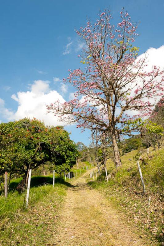 Camino en el Campo, Suroeste AntioqueÃ±o, Antioq...