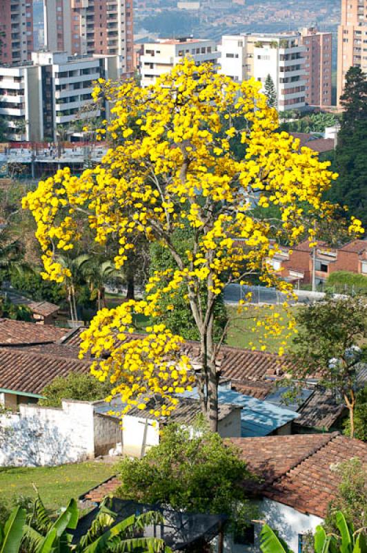 Tabebuia chrysantha