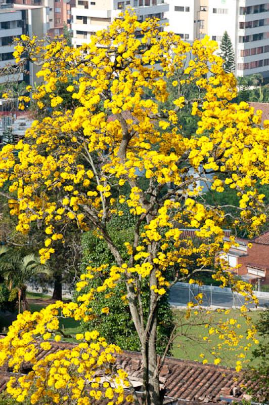 Tabebuia chrysantha