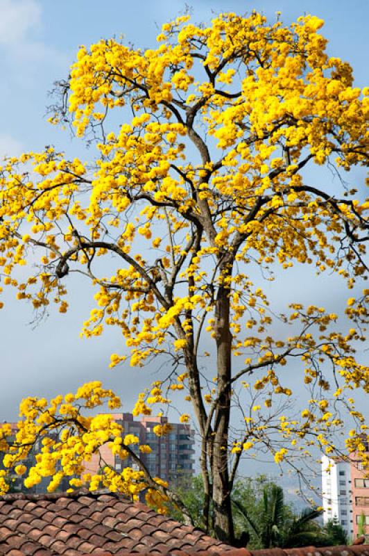 Tabebuia chrysantha