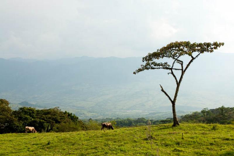 Arbol en la MontaÃ±a