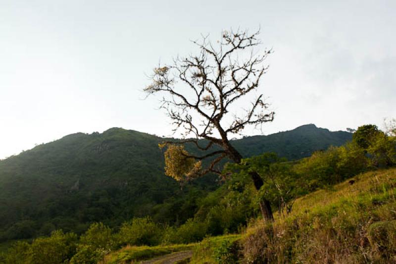 Arbol en la MontaÃ±a