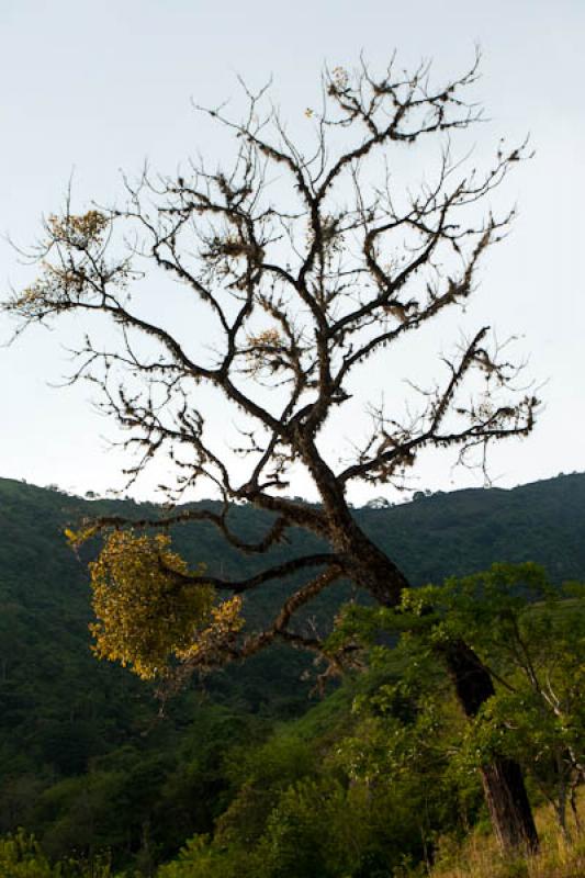 Arbol en la MontaÃ±a