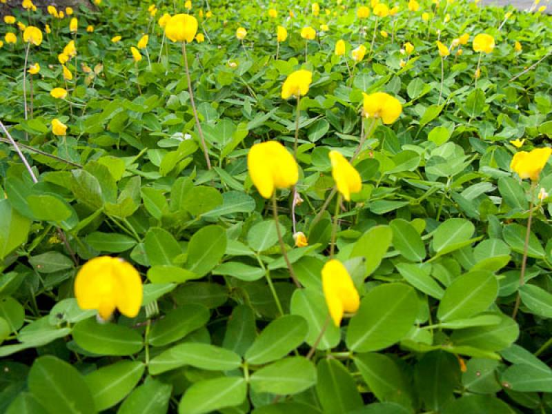 Calceolaria Rugosa