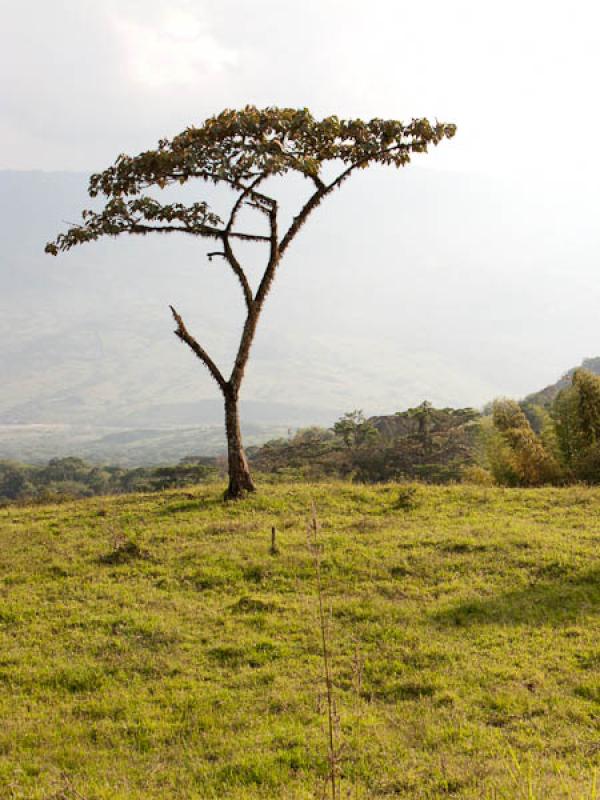 Arbol en el Campo