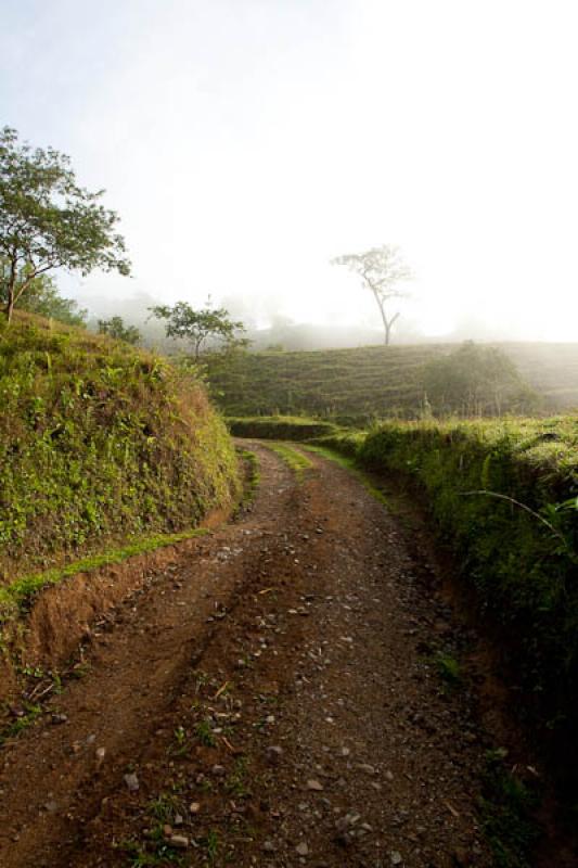 Sendero en el Campo