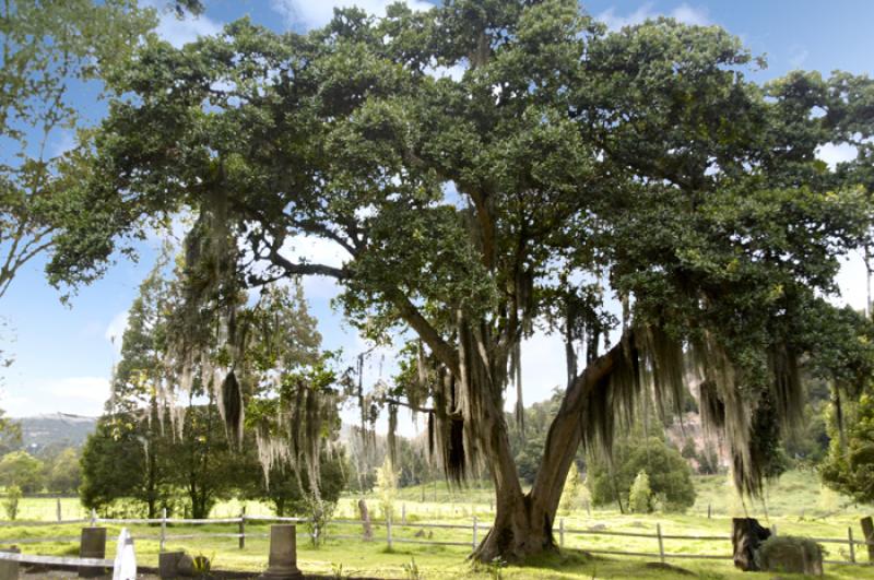 Arbol en el Campo