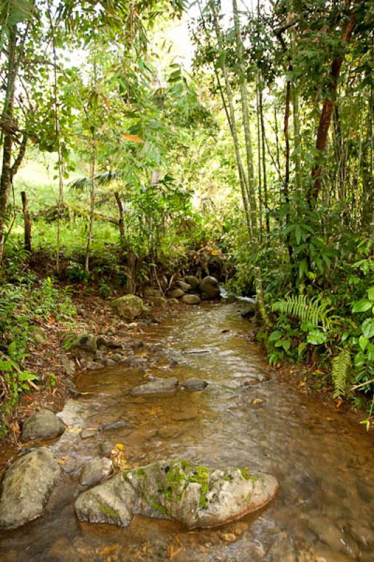 Rio en el Campo