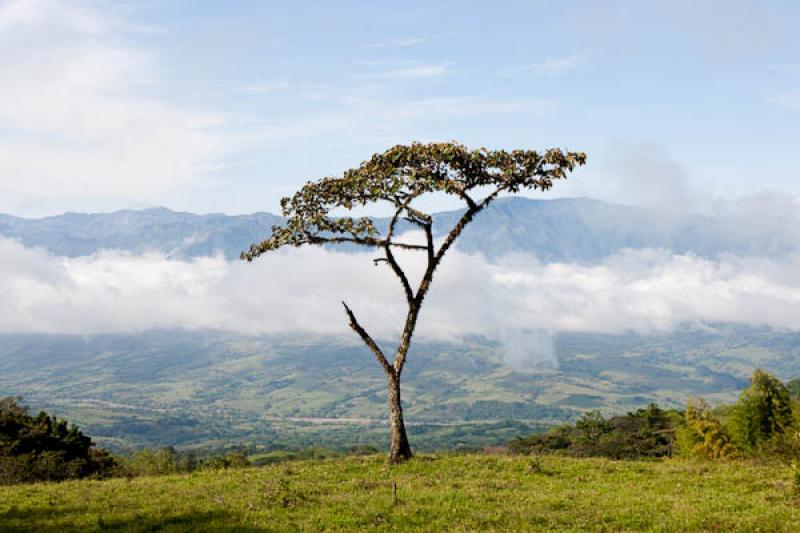 Arbol en la MontaÃ±a