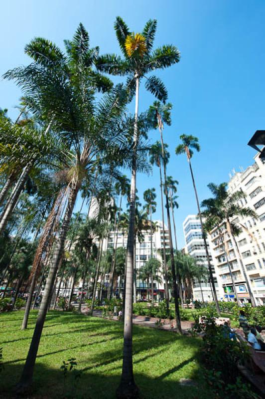 Plaza de Caicedo, Cali, Santiago de Cali, Valle de...