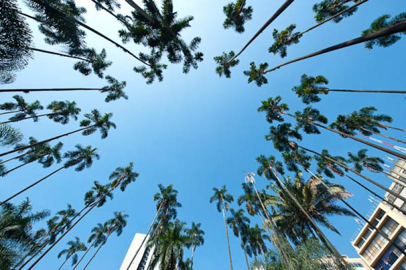 Plaza de Caicedo, Cali, Santiago de Cali, Valle de...