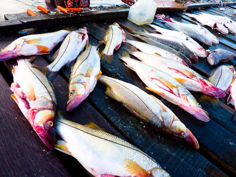 Pesca en El Rodadero, Santa Marta, Magdalena, Colo...