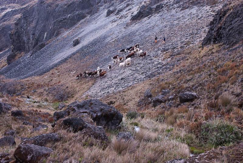 Parque Nacional Natural Los Nevados, Manizales, Ca...