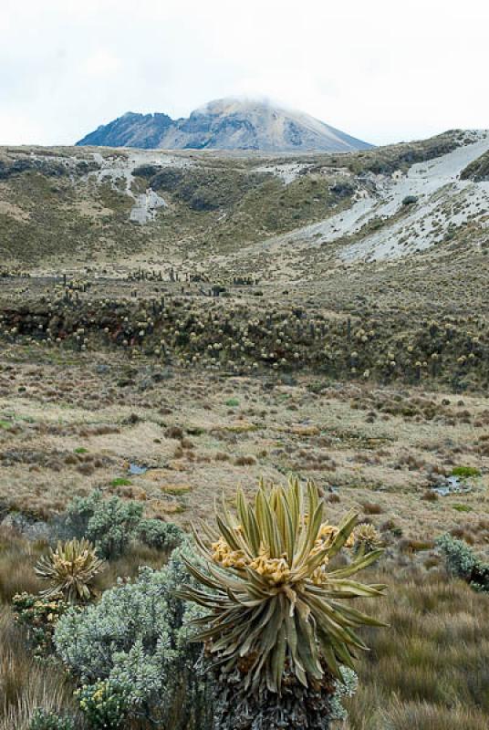 Parque Nacional Natural Los Nevados, Manizales, Ca...