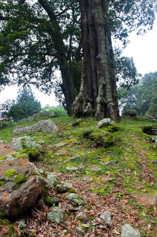 Parque Natural Chicaque, Soacha, Cundinamarca, Bog...