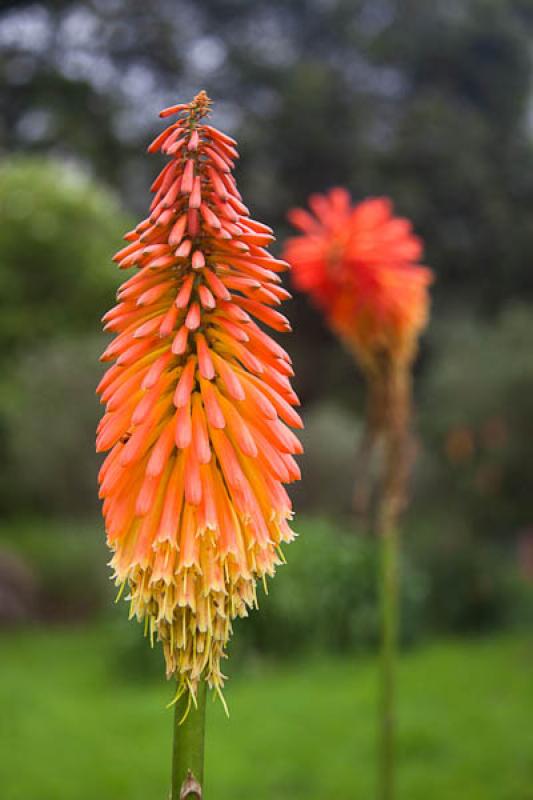 Kniphofia uvaria