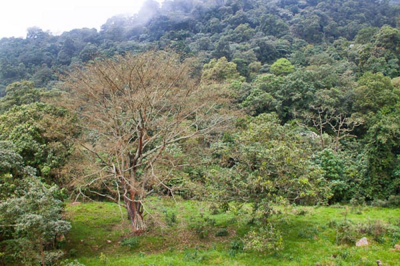 Parque Natural Chicaque, Soacha, Cundinamarca, Bog...