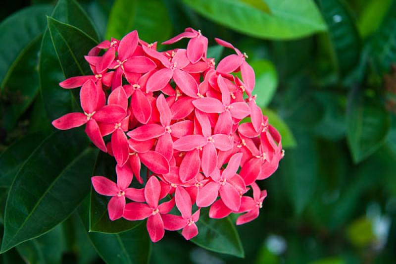 Ixora coccinea