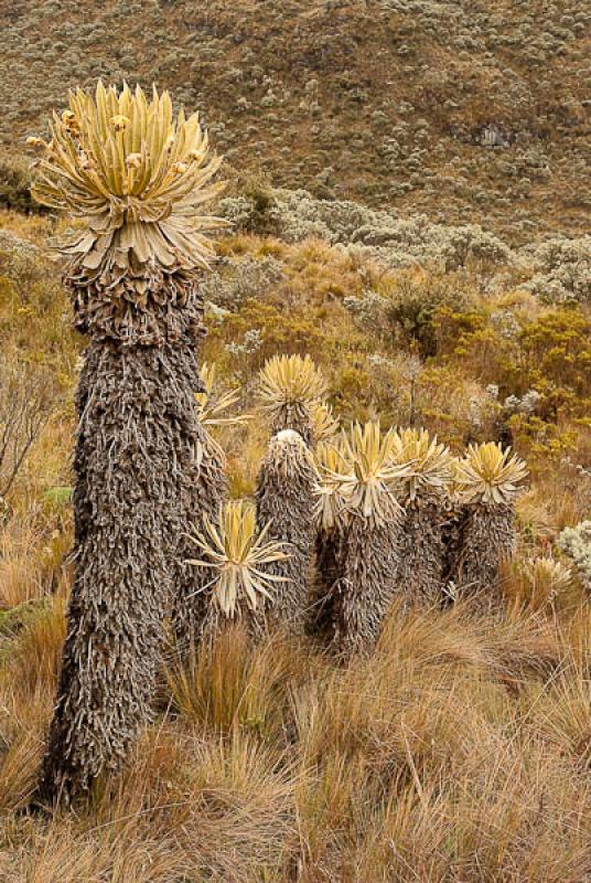 Parque Nacional Natural Los Nevados, Manizales, Ca...