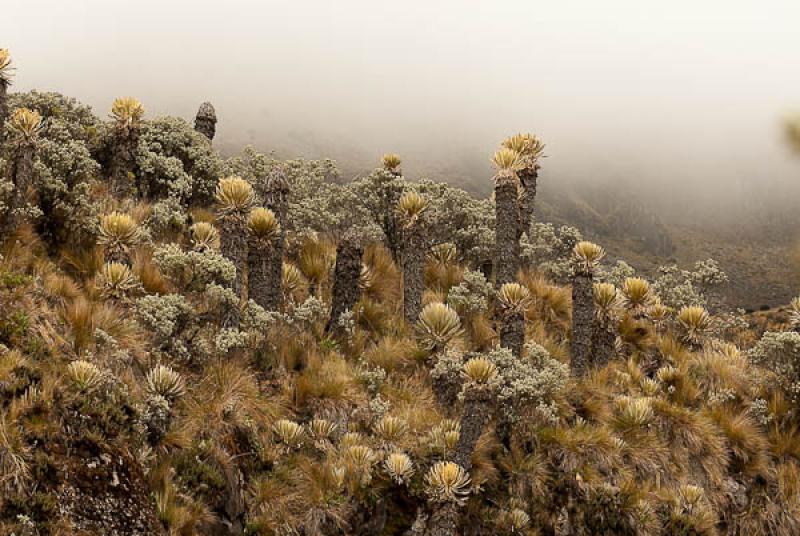 Parque Nacional Natural Los Nevados, Manizales, Ca...