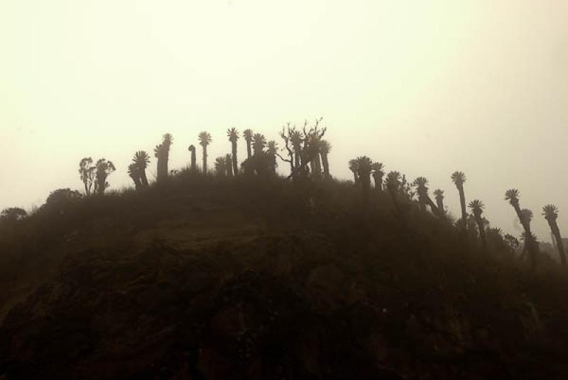 Parque Nacional Natural Los Nevados, Manizales, Ca...