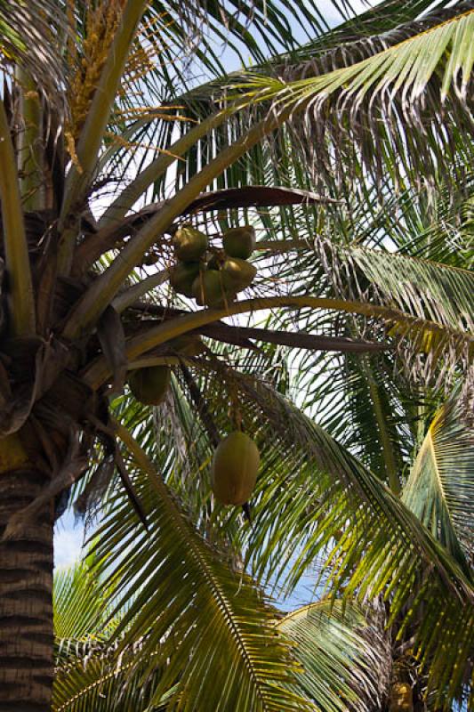 Cocos nucifera