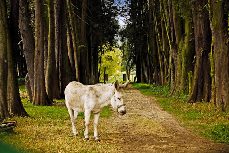 Equus africanus asinus