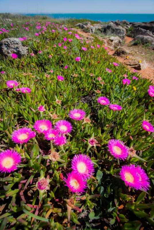 Flores en el Cabo da Roca, Cascais, Lisboa, Portug...