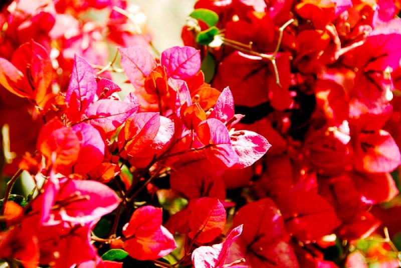 Bougainvillea Glabra