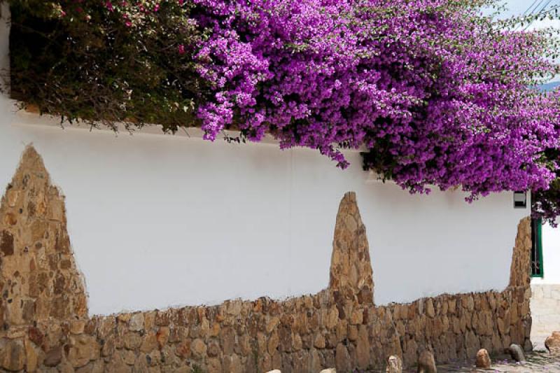 Bougainvillea Glabra