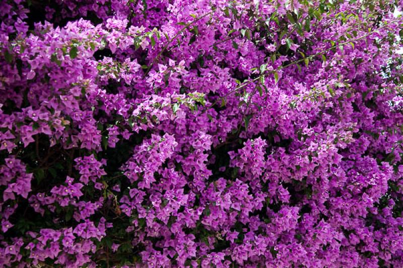 Bougainvillea Glabra