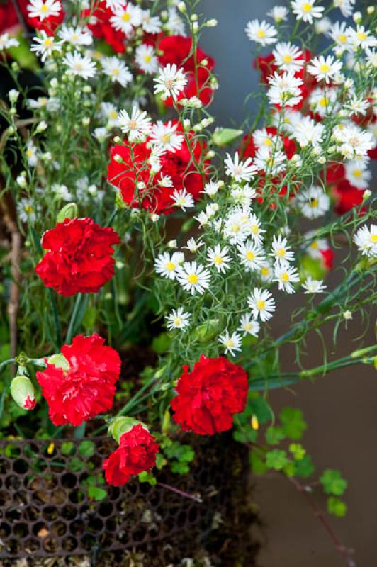 Dianthus caryophyllus