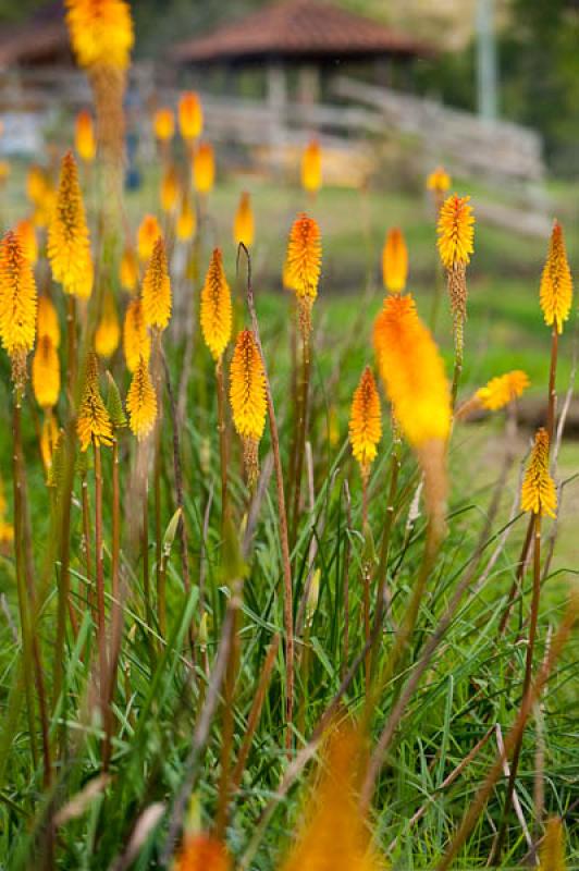 Kniphofia uvaria