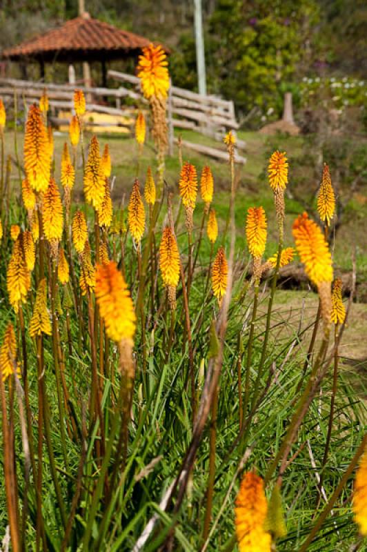 Kniphofia uvaria