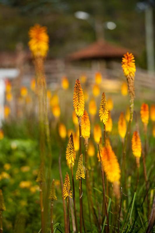 Kniphofia uvaria