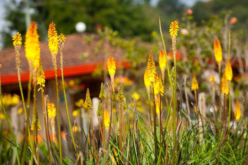 Kniphofia uvaria