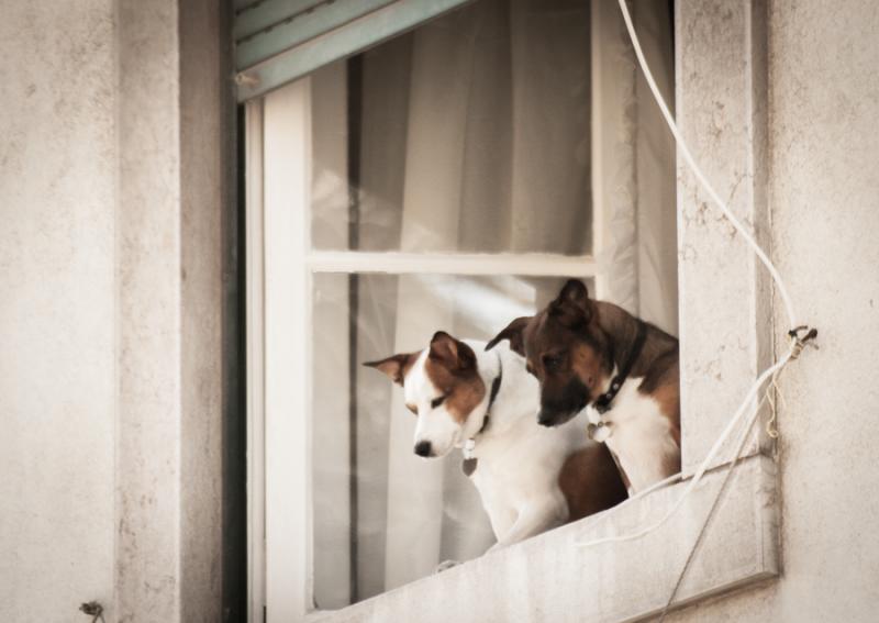 Perros en la Ventana, Lisboa, Portugal, Europa Occ...