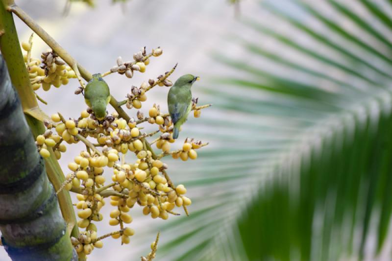 Euphonia laniirostris