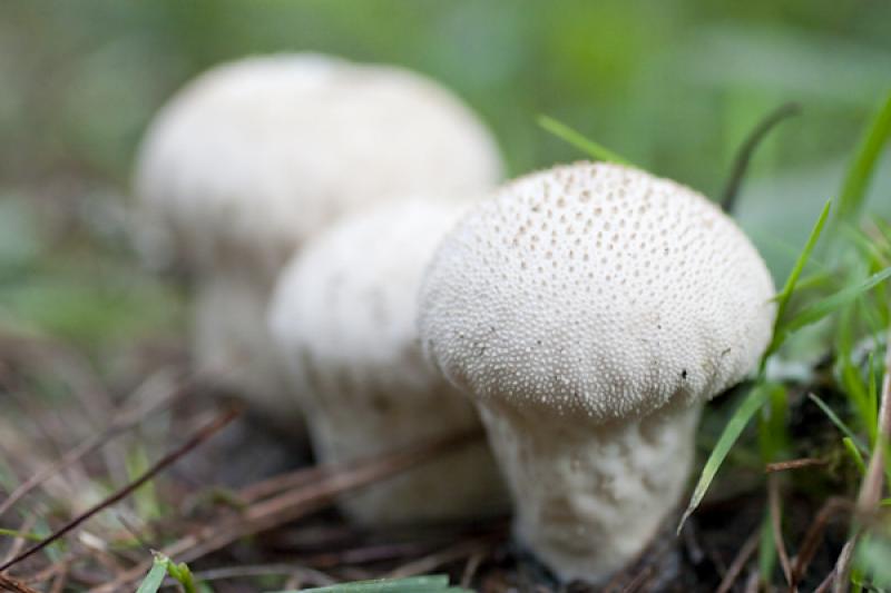 Amanita phalloides